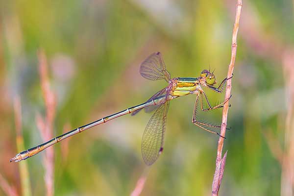 Pałątka południowa (Lestes barbarus)