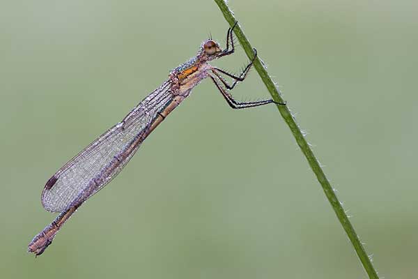 Pałątka pospolita (Lestes sponsa)