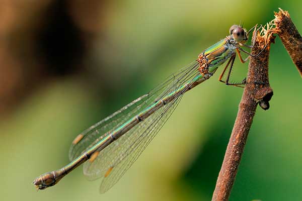 Pałątka zielona (Lestes viridis)