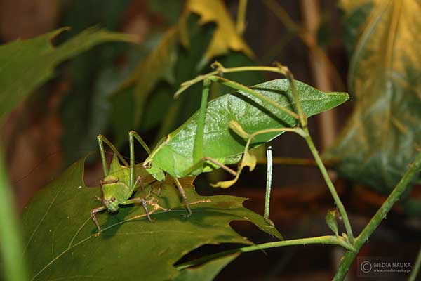 Pasikonik kubański (Stilpnochlora couloniana)