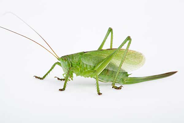 Pasikonik śpiewający (Tettigonia cantans)