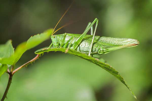 Pasikonik zielony (Tettigonia viridissima)