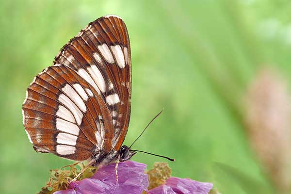 Pasyn lucylla (Neptis rivularis)