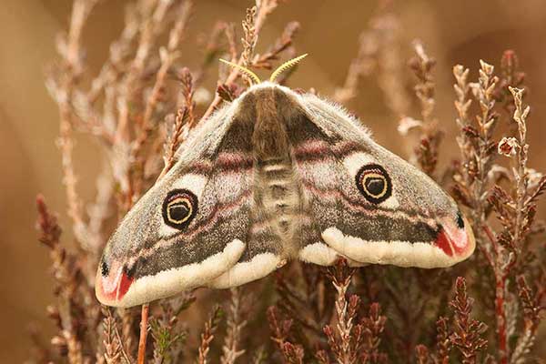 Pawica grabówka (Saturnia pavonia)