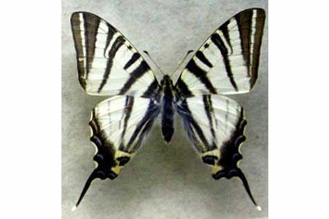 Paź żeglarz (Iphiclides podalirius)