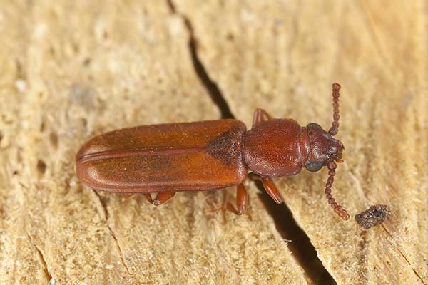 (Pediacus depressus)