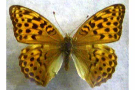 Perłowiec malinowiec, dostojka malinowiec (Argynnis paphia)