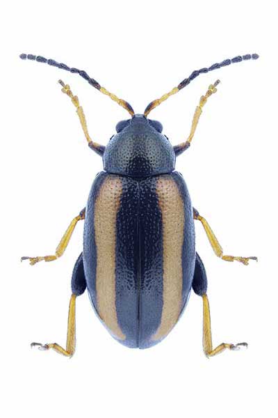 (Phyllotreta nemorum)