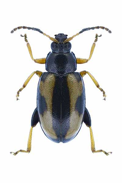 (Phyllotreta ochripes)