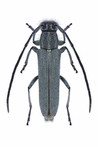 (Phytoecia nigricornis)