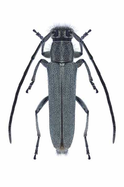  (Phytoecia nigricornis)