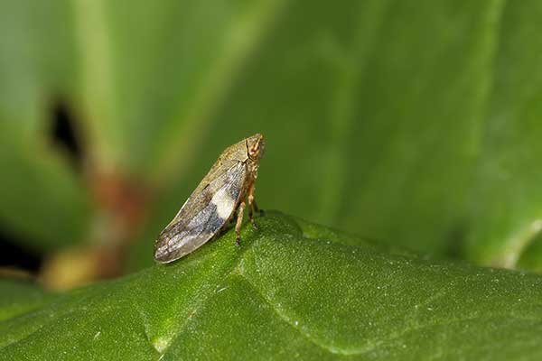Pienik ślinianka (Philaenus spumarius)