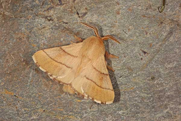 Pierścienica nadrzewka, prządka pierścienica (Malacosoma neustria)