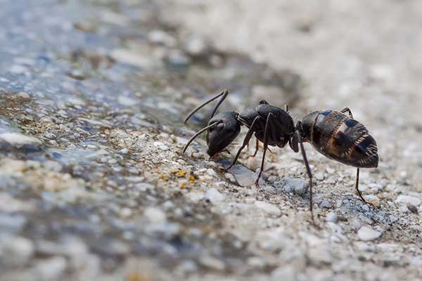 Pierwomrówka łagodna (Formica fusca)