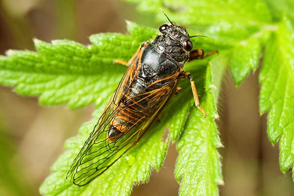 Piewik gałązkowiec (Cicadetta montana)