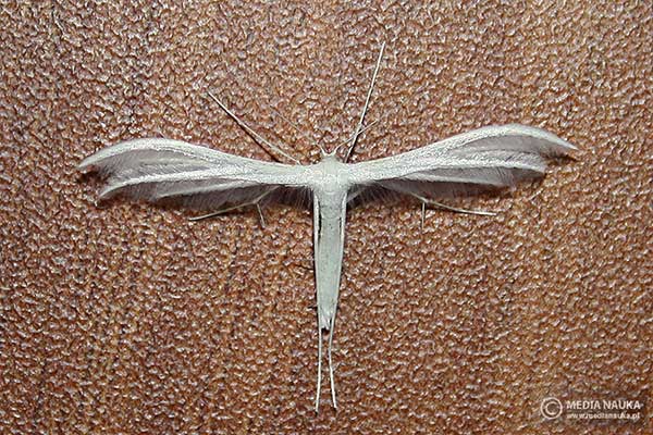 Piórolotek pięciopiór, piórolotek śnieżynka (Pterophorus pentadactyla)