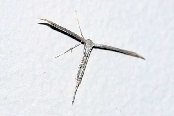 Piórolotek zwyczajny (Emmelina monodactyla)
