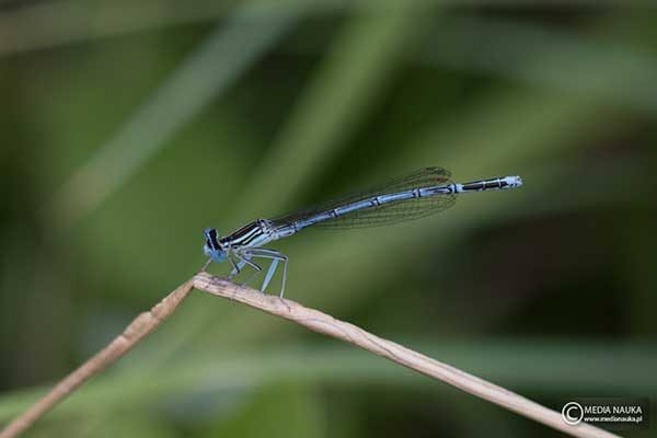 Pióronóg zwykły (Platycnemis pennipes)