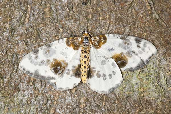 Plamiec leśniak (Abraxas sylvata)