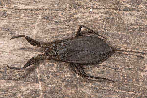 Płoszczyca szara (Nepa cinerea)