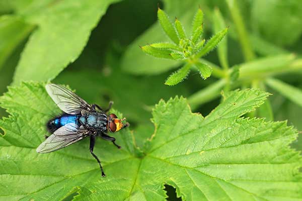 Plujka burczało (Calliphora vomitoria)