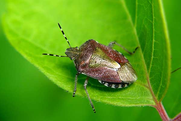 Plusknia jagodziak (Dolycoris baccarum)