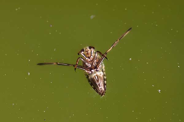(Notonecta glauca)