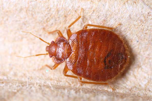 Pluskwa domowa (Cimex lectularius)