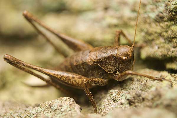 Podkrzewin szary (Pholidoptera griseoaptera)