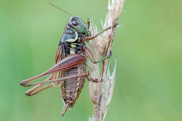 Podłatczyn Roesela (Metrioptera roeselii)