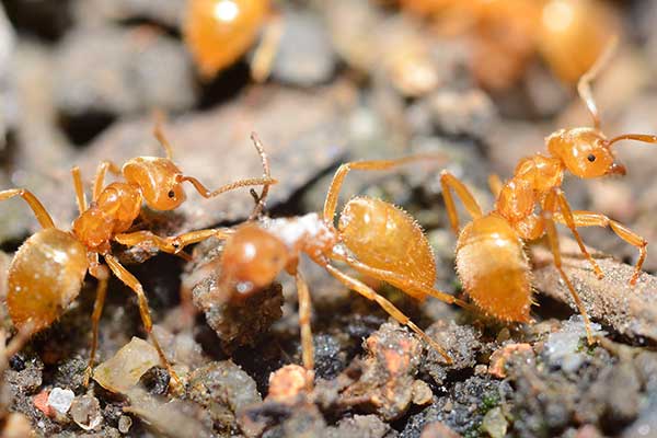 Podziemnica zwyczajna (Lasius flavus)