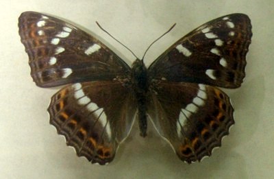 Pokłonnik osiniec (Limenitis populi)