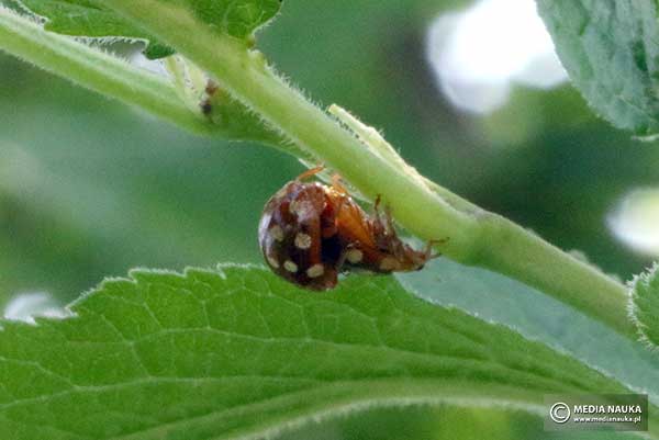 Pokropka (Halyzia sedecimguttata)