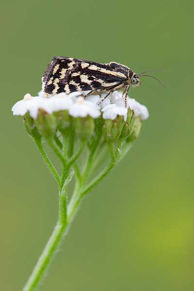 Polnica szachowniczka (Acontia trabealis)