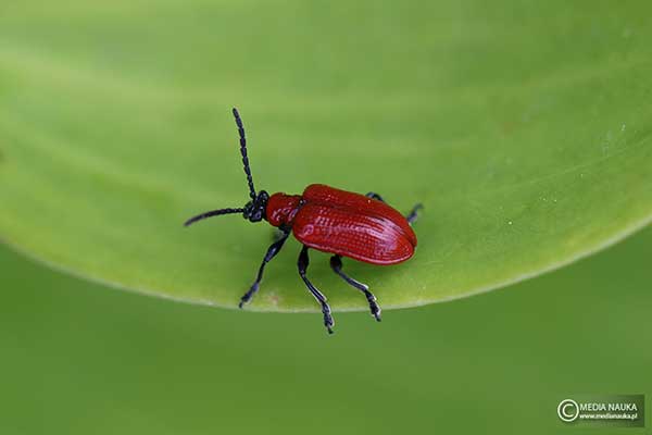 Poskrzypka liliowa (Lilioceris lilii)