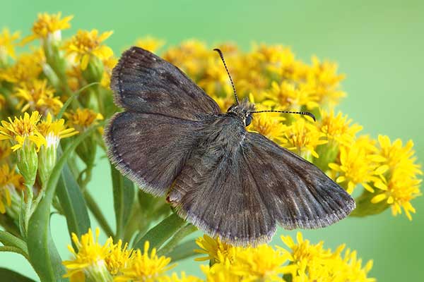 Powszelatek brunatek (Erynnis tages)