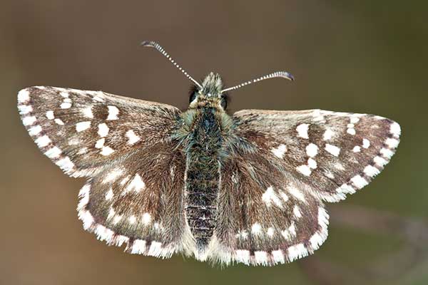 Powszelatek malwowiec (Pyrgus malvae)