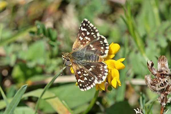 Powszelatek sertor (Spialia sertorius)