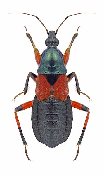 (Prostemma aeneicolle)