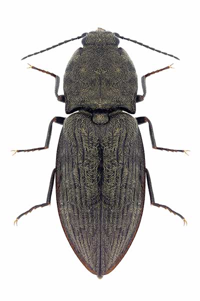 (Prosternon tessellatum)