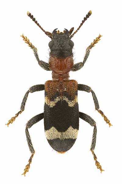 Przekrasek mróweczka (Thanasimus formicarius)