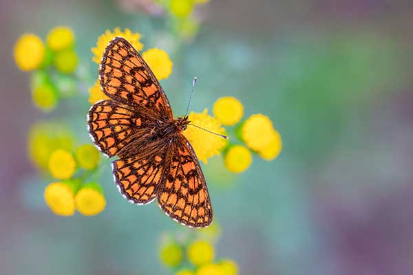 Przeplatka atalia (Melitaea athalia)