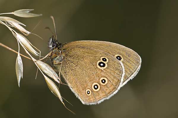 Przestrojnik trawnik (Aphantopus hyperantus)