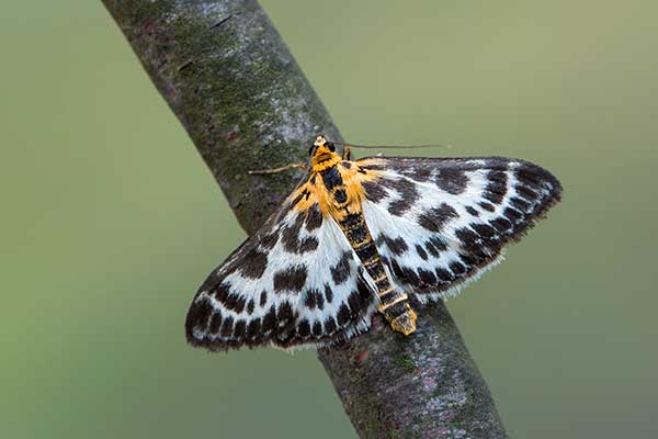 Przezierka pokrzywianka (Anania hortulata)