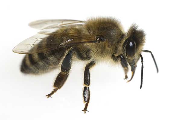 Pszczoła miodna (Apis mellifera)