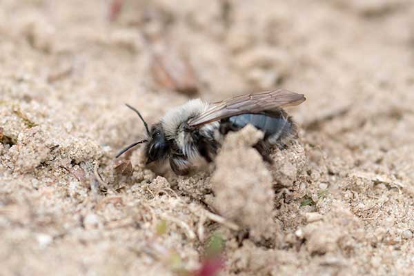 Pszczolinka napiaskowa (Andrena vaga)