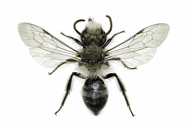 Pszczolinka niebieskawa (Andrena cineraria)