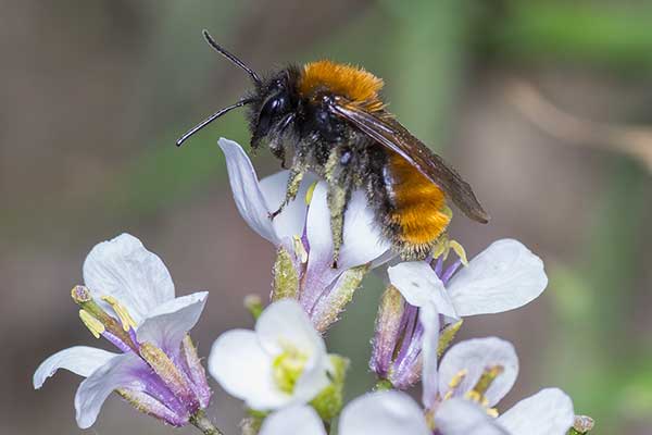 Pszczolinka piaskowa, pszczolinka złocista (Andrena fulva)