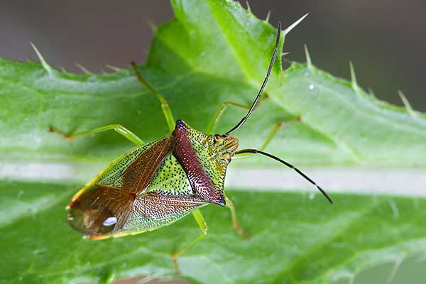 Puklica rudnica (Acanthosoma haemorrhoidale)