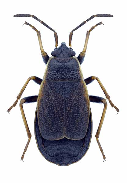 (Pyrrhocoris marginatus)
